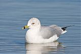 Ring-billed Gull