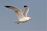 Ring-billed Gull