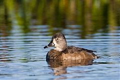 Ring-necked Duck