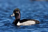 Ring-necked Duckborder=