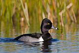 Ring-necked Duckborder=