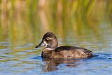 Ring-necked Duckborder=