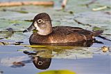 Ring-necked Duck