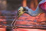 Roseate Spoonbillborder=