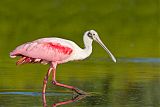 Roseate Spoonbillborder=