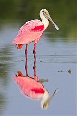 Roseate Spoonbill