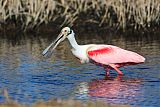 Roseate Spoonbillborder=