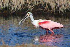 Roseate Spoonbill