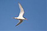 Roseate Tern