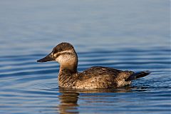 Ruddy Duck