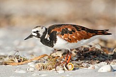 Ruddy Turnstone