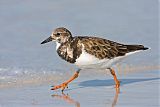 Ruddy Turnstone