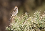 Rufous-winged Sparrowborder=