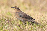 Rusty Blackbird