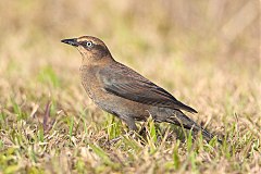 Rusty Blackbird