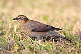 Rusty Blackbird