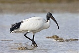 African Sacred Ibis