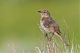 Sage Thrasherborder=