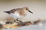 Sanderling