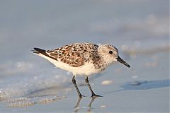 Sanderling