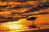 Sanderling