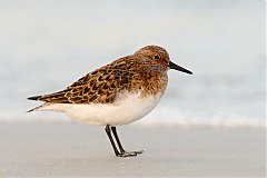 Sanderling