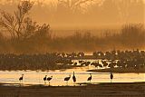 Sandhill Crane