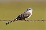 Scissor-tailed Flycatcher