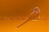 Scissor-tailed Flycatcher