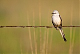 Scissor-tailed Flycatcher