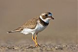 Semipalmated Plover