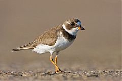 Semipalmated Plover