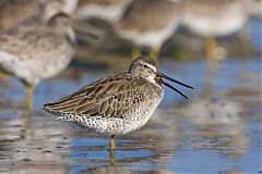 Short-billed Dowitcher