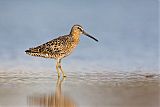 Short-billed Dowitcher