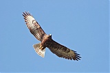 Short-tailed Hawkborder=
