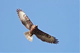 Short-tailed Hawk