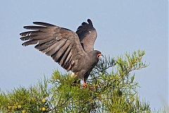 Snail Kite