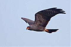 Snail Kite