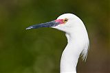 Snowy Egret