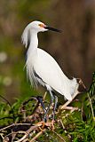 Snowy Egret