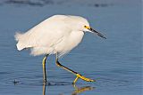 Snowy Egret