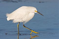 Snowy Egret