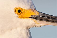 Snowy Egret