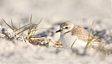 Snowy Plover