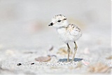 Snowy Plover