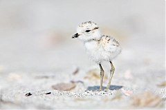 Snowy Plover