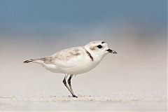 Snowy Plover