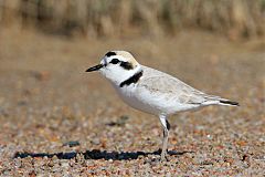Snowy Plover