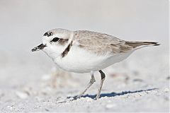 Snowy Plover