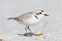 Snowy Plover